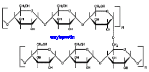 amylopectin